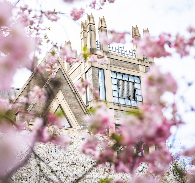 beautiful gothic building as seen through pink flowering trees